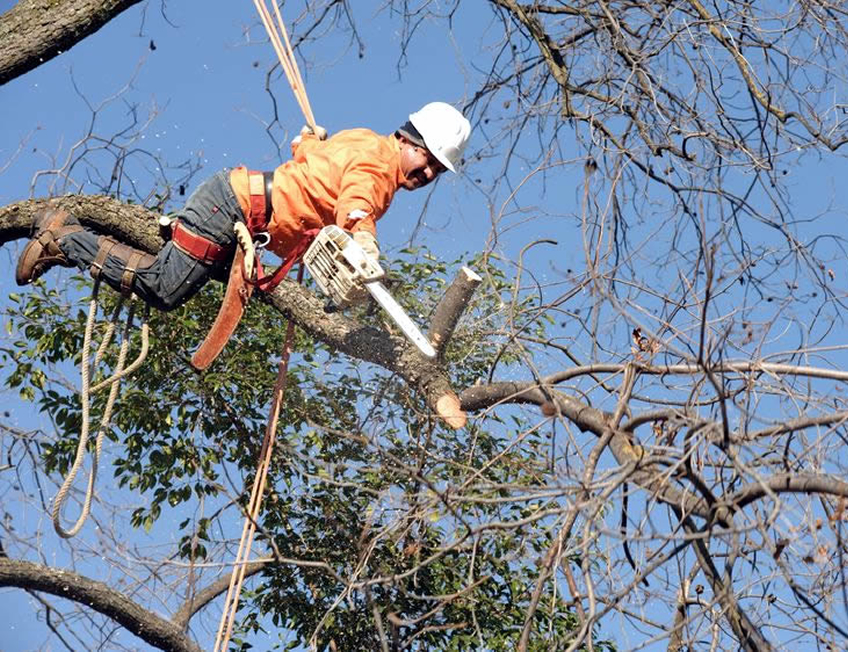 Tree Services