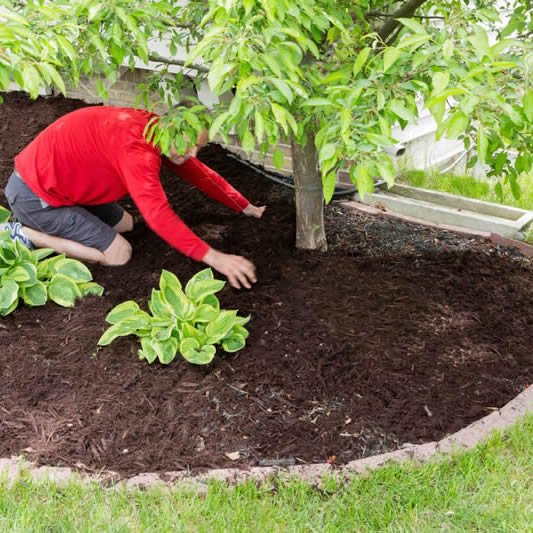 Mulch and Fertilization
