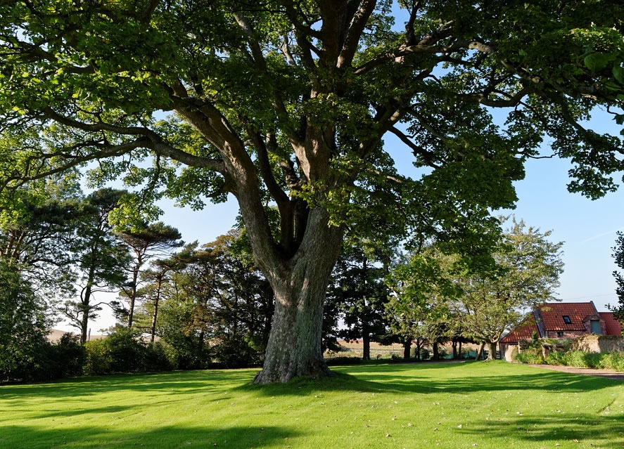 Shade Tree